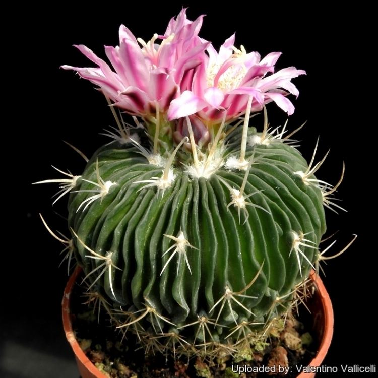 Stenocactus Stenocactus multicostatus