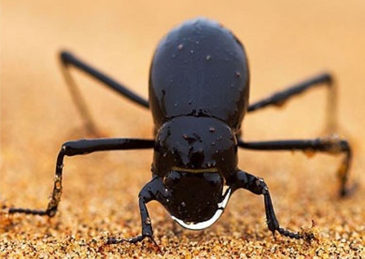 Stenocara gracilipes Struggles in the Namib Desert and the beetle Steven Pham CSUF