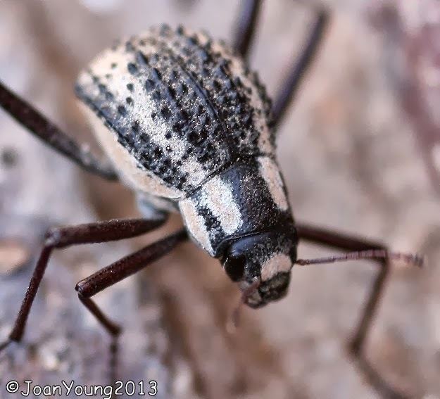 Stenocara gracilipes South African Photographs Racingstripe Darkling Beetle Stenocara