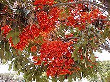 Stenocarpus httpsuploadwikimediaorgwikipediacommonsthu