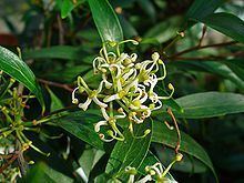 Stenocarpus salignus httpsuploadwikimediaorgwikipediacommonsthu