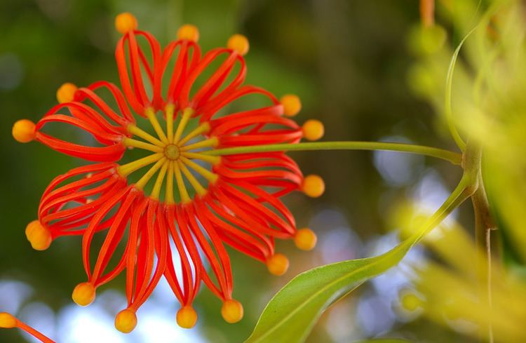 Stenocarpus sinuatus Stenocarpus Sinuatus Or Firewheel Tree Is A Popular Ornamental Plant