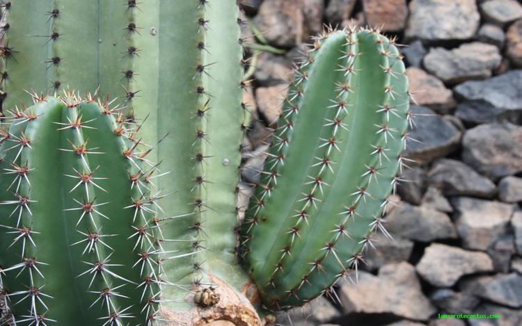 Stenocereus Stenocereus gummosus lanzarote cactus