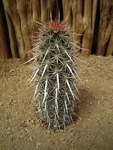 Stenocereus eruca Stenocereus Machaerocereus eruca Arizona Cactus Sales