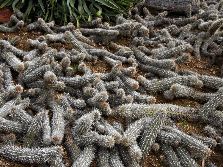 Stenocereus eruca Stenocereus eruca CACTUS Pinterest Cactus