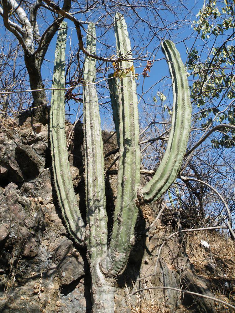 Stenocereus queretaroensis Stenocereus queretaroensis Images Useful Tropical Plants