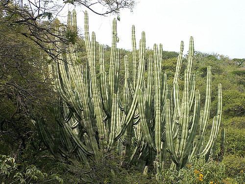 Stenocereus queretaroensis Pitayoquot Stenocereus Queretaroensis edible fruit very tas Flickr