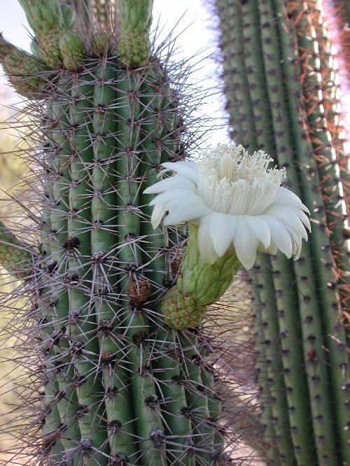 Stenocereus thurberi organ pipe cactus Stenocereus thurberi iNaturalistorg