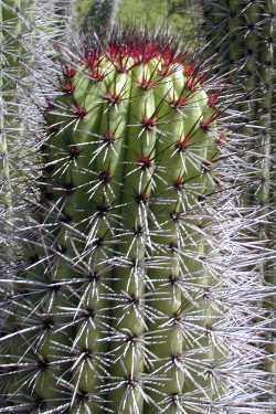 Stenocereus thurberi Pipe Cactus Pitahaya Dulce Stenocereus thurberi