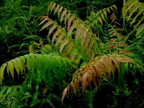 Stenochlaena Stenochlaena palustris Useful Tropical Plants