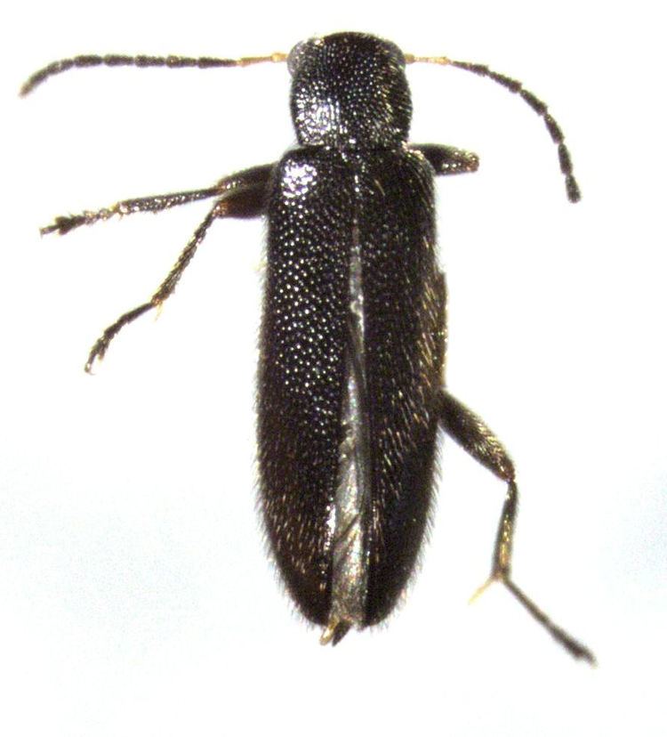 Stenocyphoninae