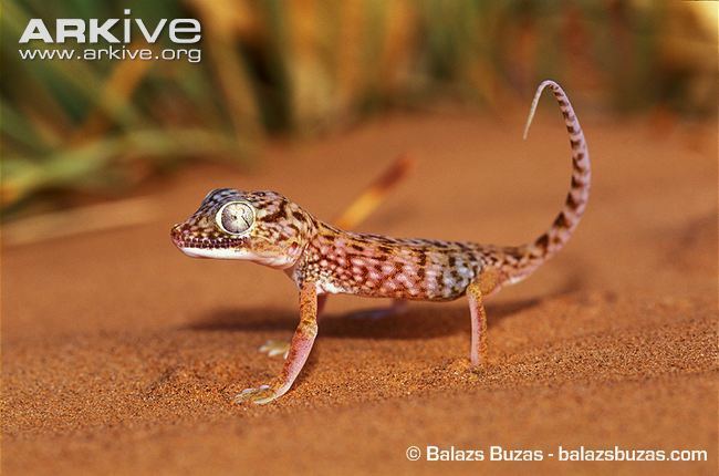 Stenodactylus Middle Eastern shortfingered gecko photo Stenodactylus doriae