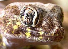 Stenodactylus affinis httpsuploadwikimediaorgwikipediacommonsthu