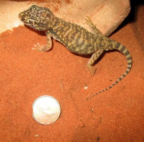 Stenodactylus petrii Dwarf Sand Gecko Stenodactylus petrii