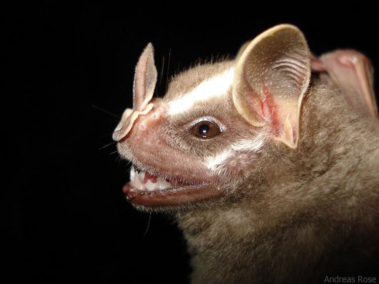 morcego da família Stenodermatinae
