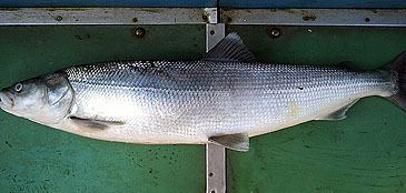 Stenodus leucichthys wwwfishingworldrecordscombundleshemaimagesp