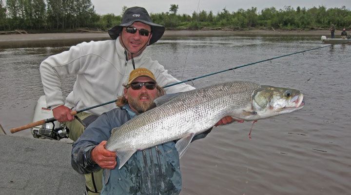 Stenodus leucichthys Big Fishes of the World INCONNU Stenodus leucichthys