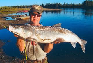 Stenodus leucichthys Big Fishes of the World INCONNU Stenodus leucichthys