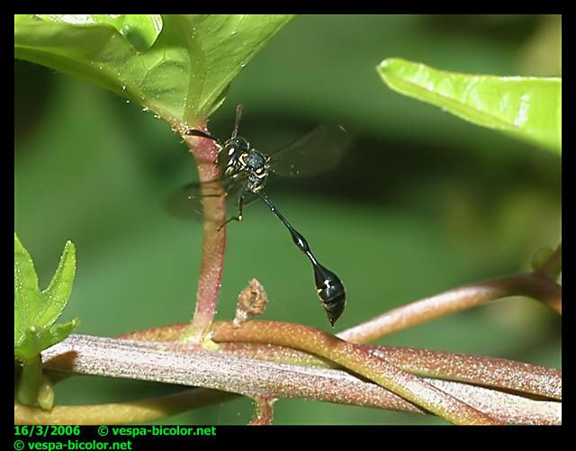 Stenogastrinae Stenogastrine