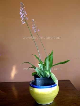 Stenoglottis Caring for Stenoglottis orchid species