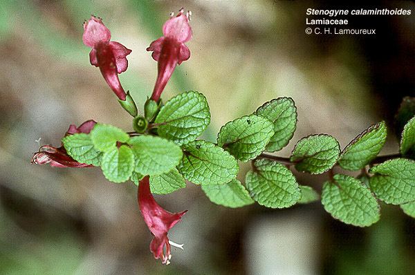 Stenogyne kanehoana Hawaiian Native Plants UH Botany