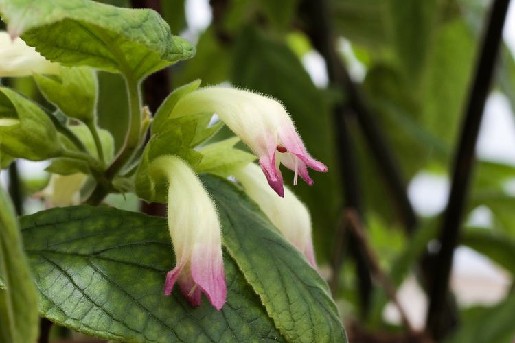 Stenogyne kanehoana Stenogyne kanehoana young flowers Clone of Schofield Barra Flickr