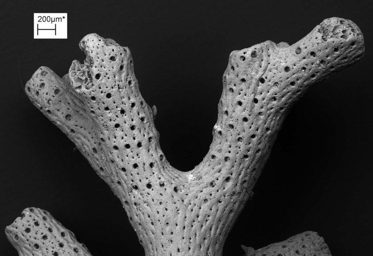 Stenolaemata Scanning Electron Micrograph Neogene Bryozoa of Britain