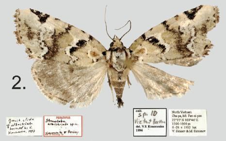 Stenoloba albistriata