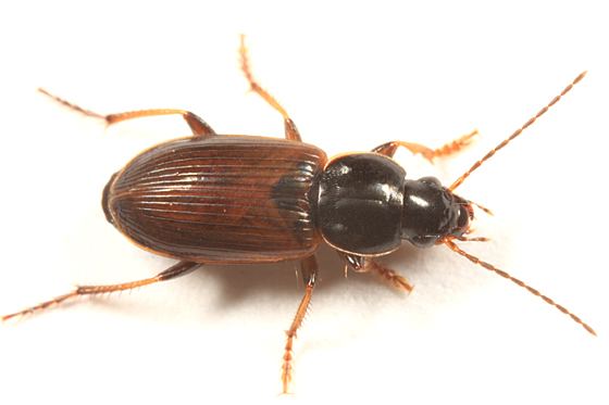Stenolophus Ground beetle Stenolophus fuliginosus BugGuideNet