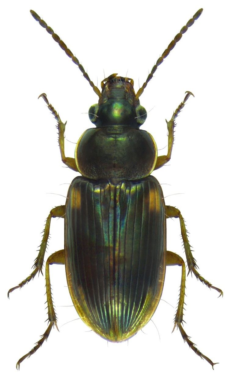 Stenolophus Genus Stenolophus Dejean 1821 15 Carabidae