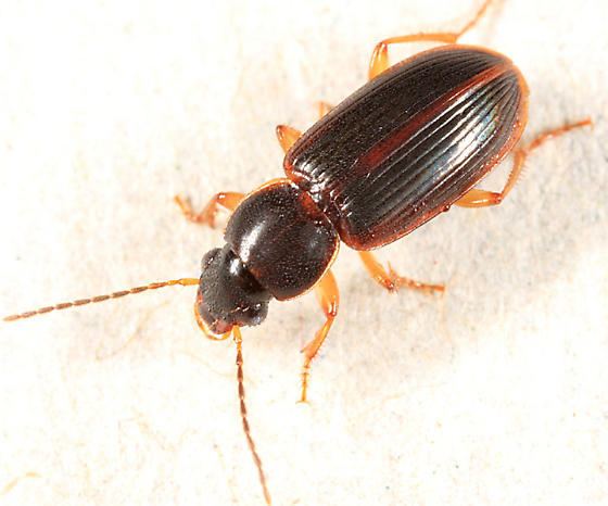 Stenolophus ground beetle Stenolophus ochropezus BugGuideNet