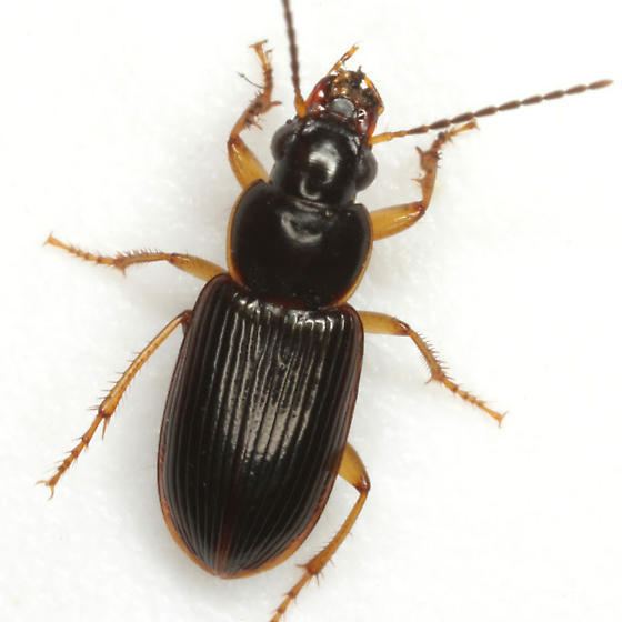 Stenolophus Stenolophus ochropezus Say Stenolophus ochropezus BugGuideNet