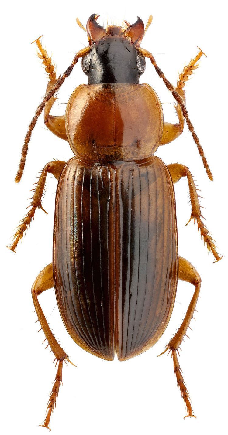 Stenolophus Genus Stenolophus Dejean 1821 15 Carabidae