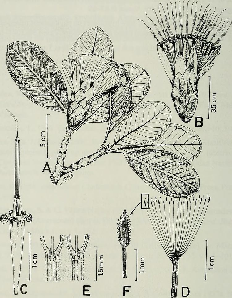 Stenopadus andicola
