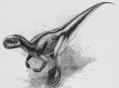 Stenopelix wwwnhmacukresourcesnatureonlinelifedinosau