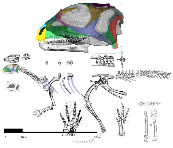 Stenopelix Hexinlusaurus Yinlong and Stenopelix The Pterosaur Heresies