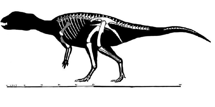 Stenopelix Stenopelix Pictures amp Facts The Dinosaur Database