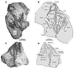 Stenopelix Stenopelix Wikipedia