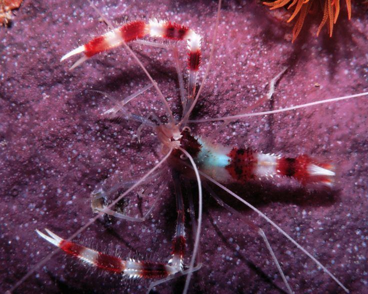 Stenopodidea Coralbanded Shrimp A shrimplike decapod crustacean belonging to