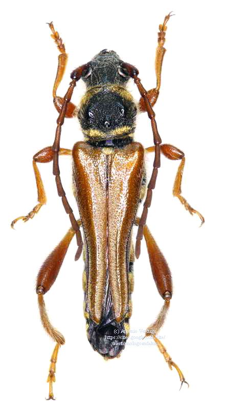 Stenopterus Stenopterus mauritanicus Lucas 1849 Cerambycidae