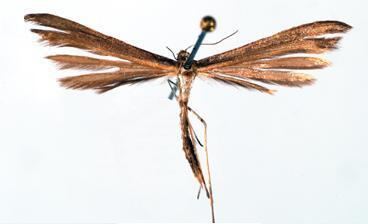 Stenoptilia kiitulo