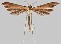 Stenoptilia pterodactyla httpsuploadwikimediaorgwikipediacommonsthu