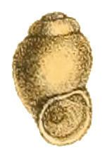 Stenothyridae