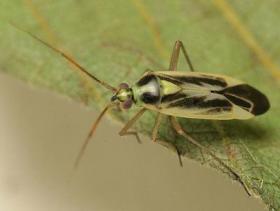 Stenotus binotatus Miridae Stenotus binotatus