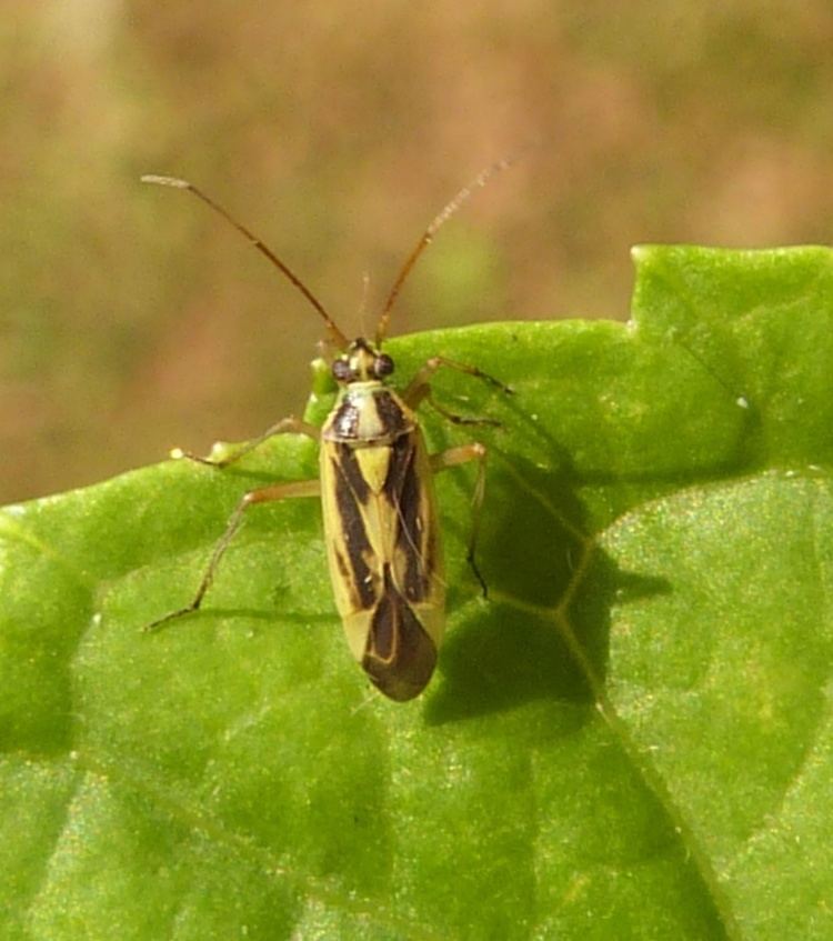 Stenotus binotatus Stenotus binotatus Stenotus binotatus NatureSpot