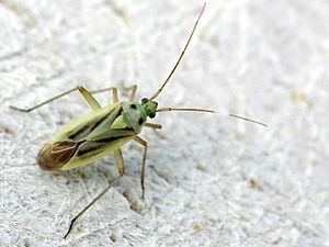 Stenotus binotatus httpsuploadwikimediaorgwikipediacommonsthu