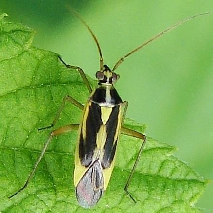 Stenotus binotatus Plant Bug Stenotus binotatus BugGuideNet