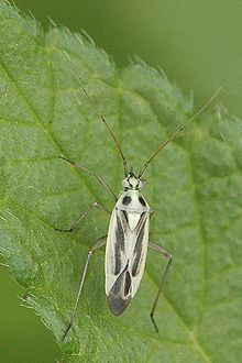Stenotus (bug) httpsuploadwikimediaorgwikipediacommonsthu