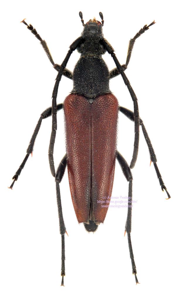 Stenurella Genus Stenurella Villiers 1974 Cerambycidae