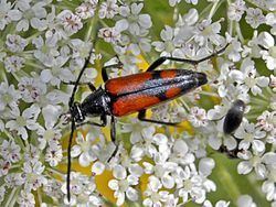 Stenurella bifasciata httpsuploadwikimediaorgwikipediacommonsthu